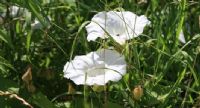 Great Bindweed: Click to enlarge